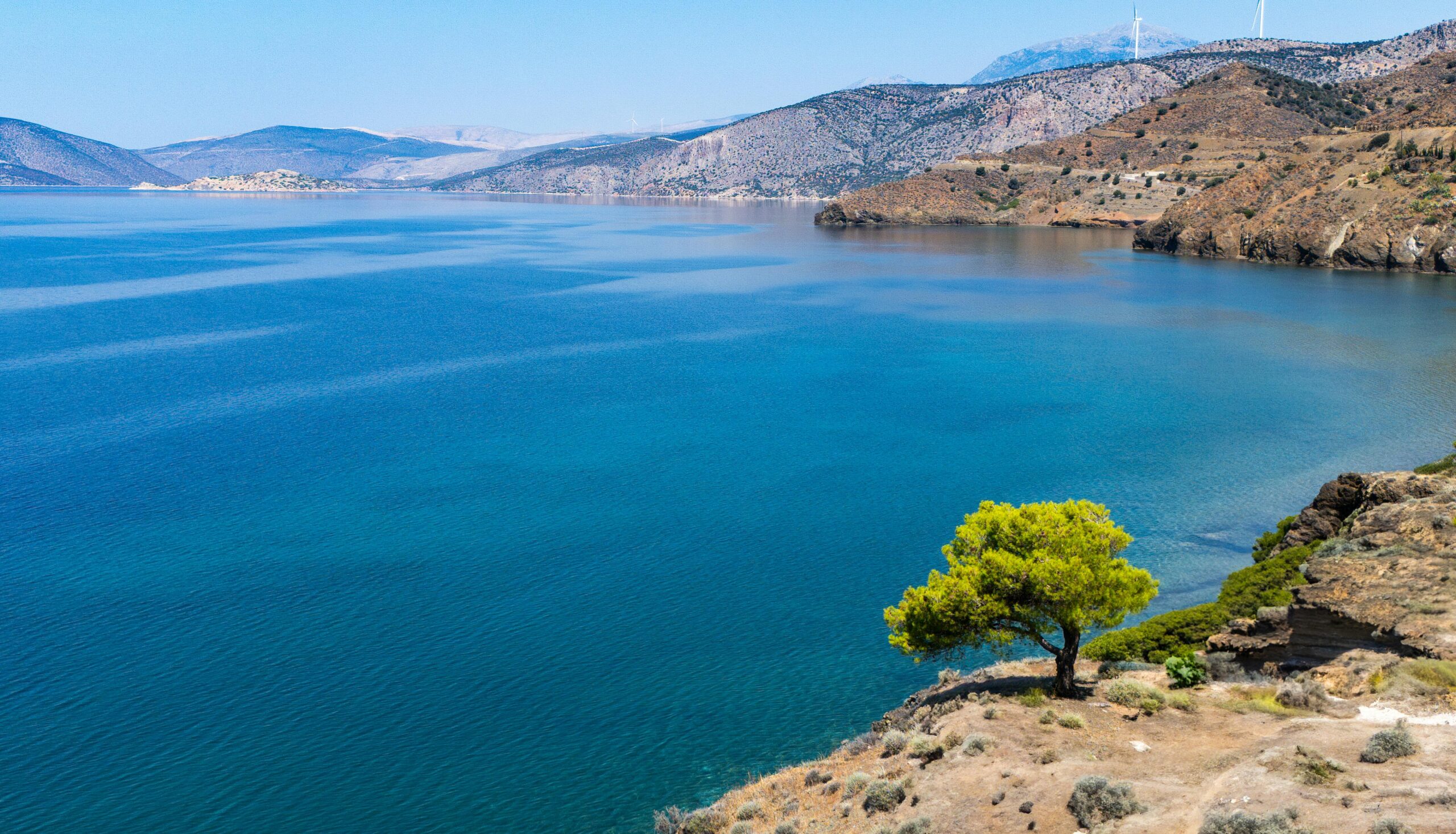 Lone Tree Overlooking a Tranquil Blue Sea